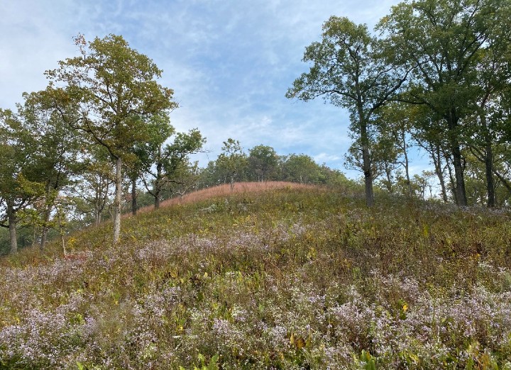 Herp Habitat